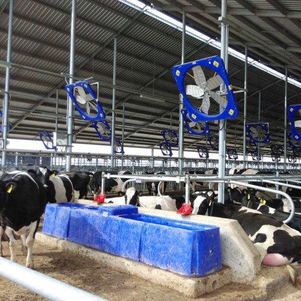 100-120L/min High Flow Rate Food-Grade LLDPE Cattle Water Trough with UV-Stabilized Livestock Auto Waterer