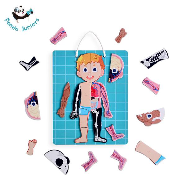 Human Body Magnetic Puzzle Game Material Glossy Artpaper White Board for Kids 3+