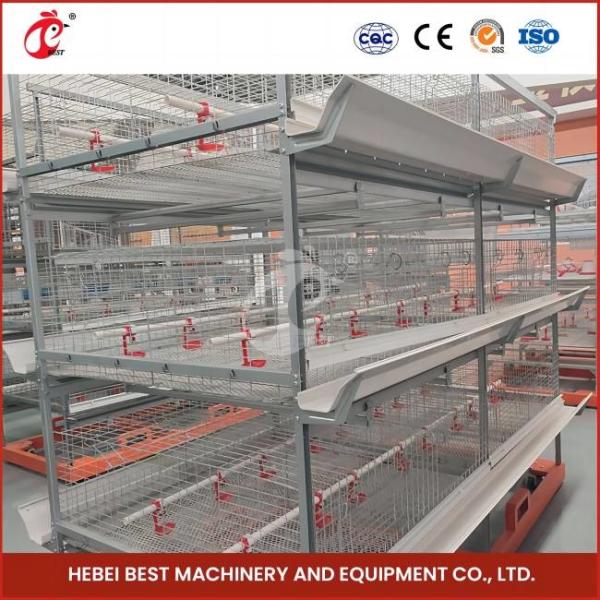 Automatic breeding Automatic Broiler Chicken Cage Rose