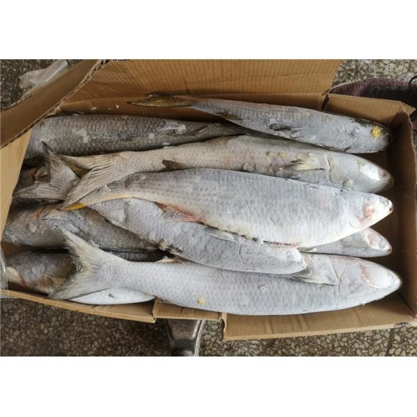 Кефаль чистого веса свежая 600g 700g 100% замороженная серая