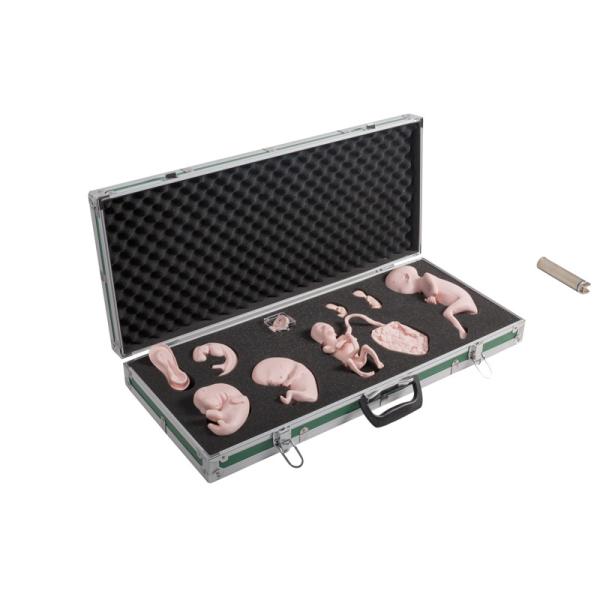 PVC Fetal Development Model OEM For School Training Observation