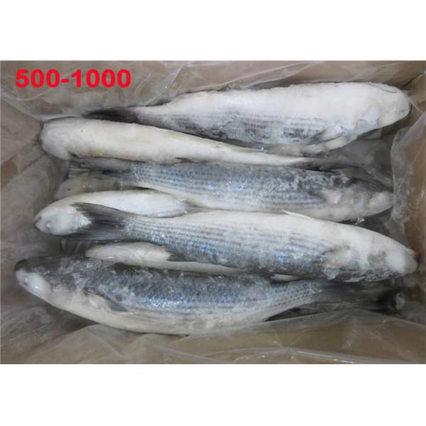 Кефаль всего круга здоровая BQF 500g 1000g замороженная серая