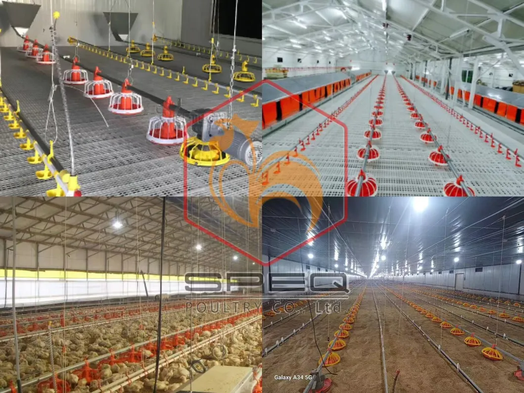 Customizable Poultry Breeding Broiler Equipment Chicken Farm Feeding Line