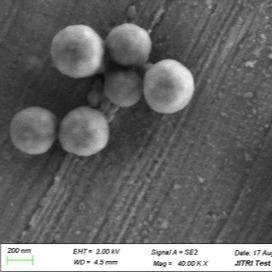 50 mL 500nm Silica Magnetic Beads For DNA Extraction In Various Buffer Systems