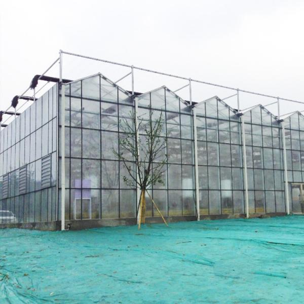 Tipo de vidro moderado agrícola estufa de Venlo com coluna de 48mm