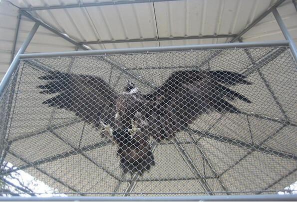 china seller,chain link gate,fence parts,dog fence,galvanized chain link fence