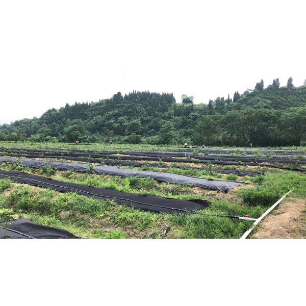 Ткань земледелия земной крышки/ландшафта полет зеленый цвет ткани контроля нетоксический черный