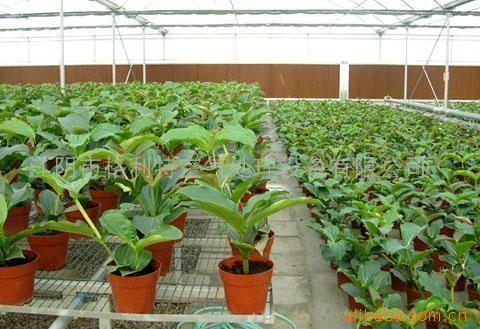 Source Factory  Poultry Cooling Cell Pad Poultry Farm Cooling Pad for Cooling System