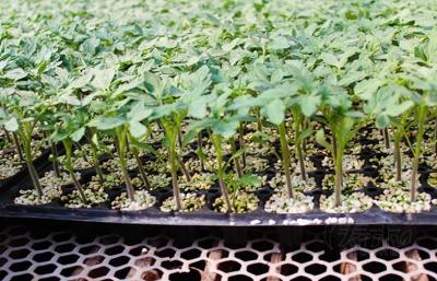 Das bandejas plásticas da germinação de Thermoforming 128Cells acionador de partida plástico da semente