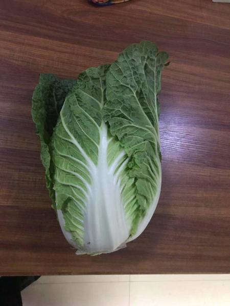 Healthy Food Fresh Green Cabbage For Large Supermarkets / Farmer'S Markets