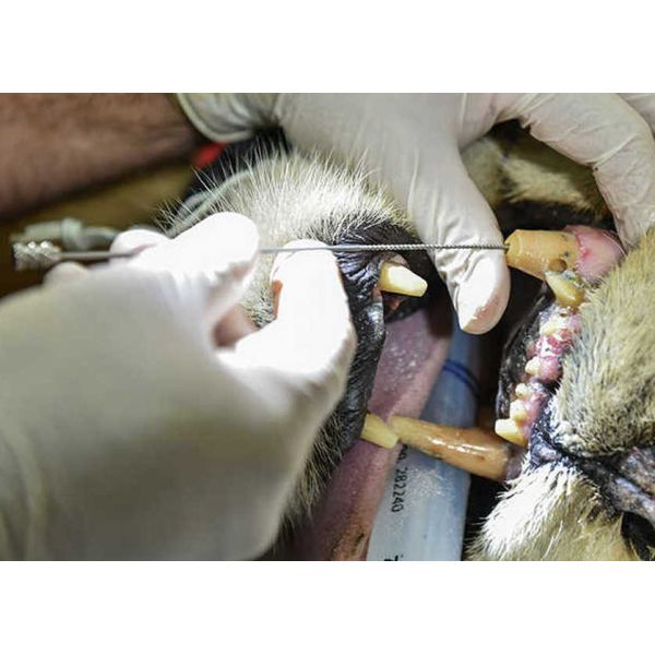 Rogin Dental Veterinary Endodontic Files of Dentistry Treatment for animals