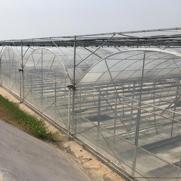 Multi Span Polytene Film Agricultural Greenhouse with Automatic Controlling System