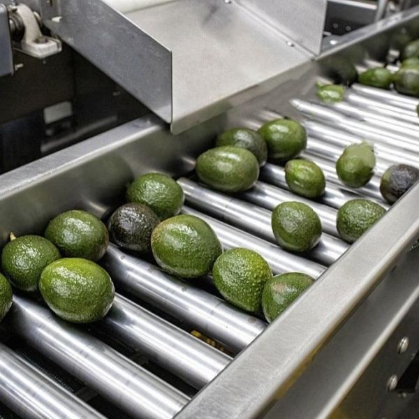 Brush Roller Fruit And Vegetable Processing Machine For Michelin Starred Restaurant