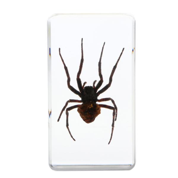 Insect Specimen Resin Paperweight Biology Anatomy Education Teaching Tool Educational Toy