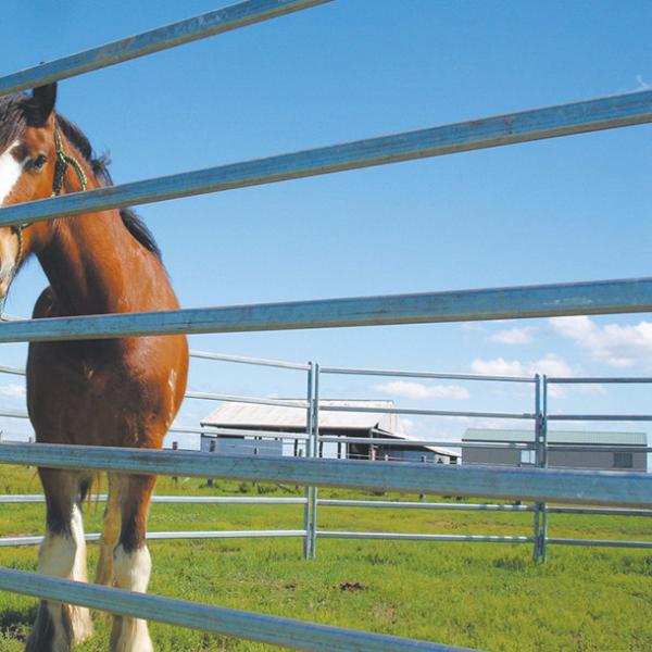 Pvc Coated Strong Steel Pipe 60mm Cattle Corral Panels