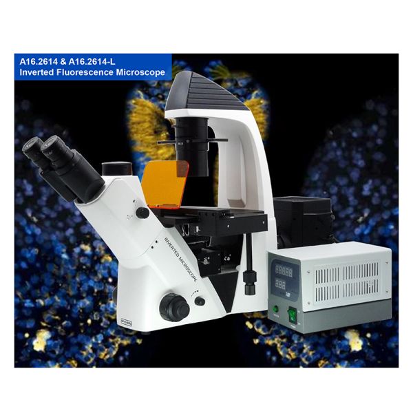 ВФ10кс/22мм Тринокулар перевернуло биологический микроскоп А14.2603 кинтупле большого диаметра