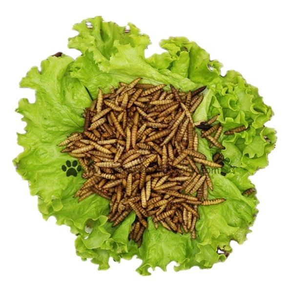 Black Soldier Fly Protein Powder - Rich in Essential Amino Acids 30g Serving