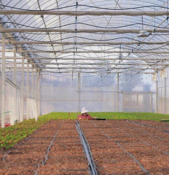 US Currency JX-A0023 Multi-Span Film Greenhouse for Planting Tomota Cucumber Lettuce