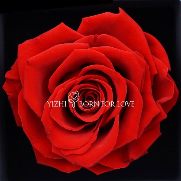 Single Surprise Acrylic Forever Flower Box Preserved Rose Jewelry Gift Box