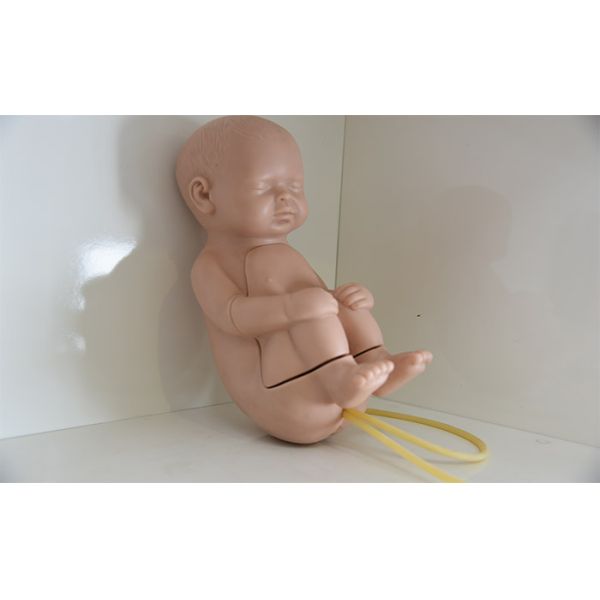 Medical Colleges Lumbar Puncture Learning Pediatric Simulation Manikin