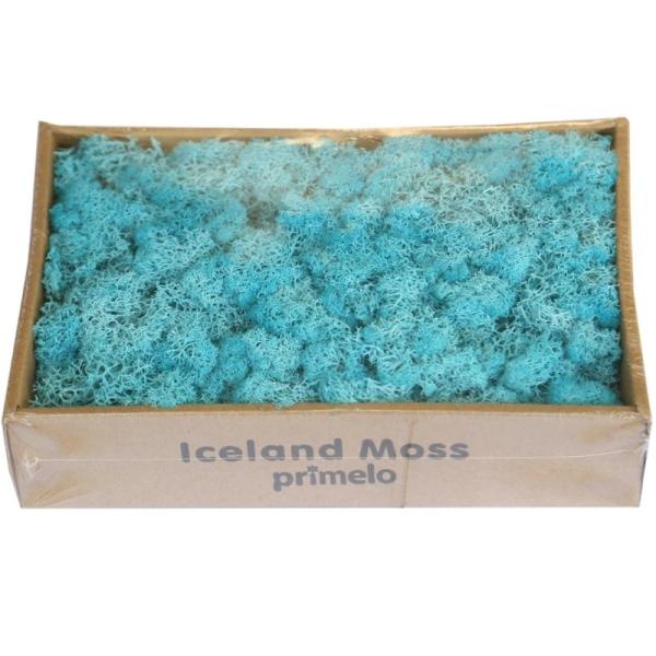 Soft Touch Preserved Moss Real Fresh Moss For Wall Decoration