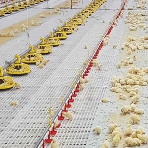 volaille Pan Feeding System automatique de 1.5kW 200L