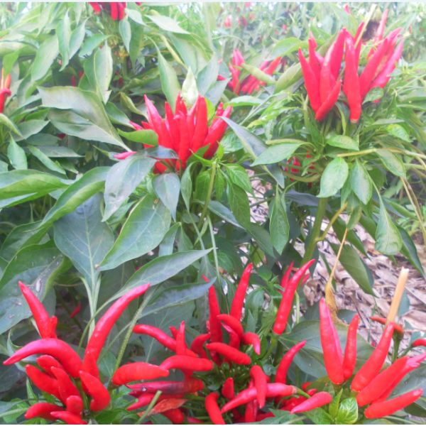 Трав перца Чили Guajillo ОБЪЯВЛЕНИЯ паприка сухих пряных одиночных сладкая со стержнем