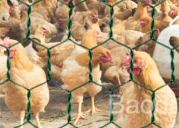 Green Vinyl Coated Chicken Wire Mesh Roll With Hexagonal Pattern 1 / 2 - 3