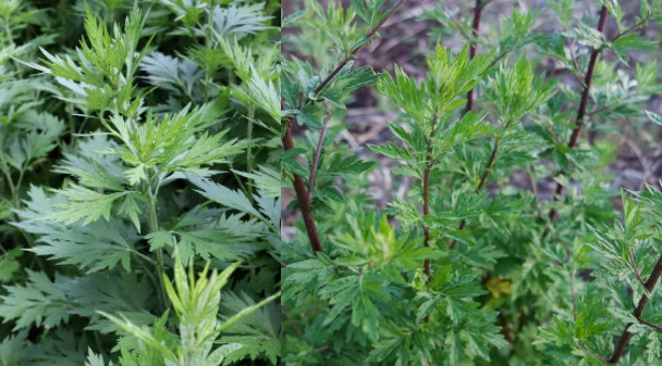 Body Wash Fragrance Mugwort  Scent Fragrance Oil For Shampoo &Scented Soap Making /Production with Free Sample