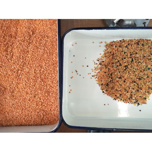 1.2t/H Automatic CCD Camera Red Lentil Sorter Machine 4 Channels