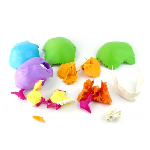 Adult Osteopathic Cranial Anatomical Skeleton Model Disarticulated Human Skull 22 Part