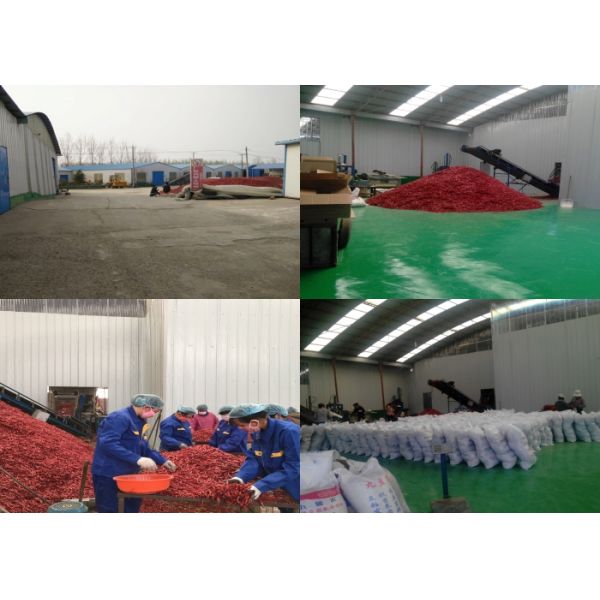 Кольцо чилей Тяньцзиня обезводило кольцо природы красное перца Chili огня