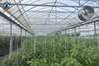 Serre multi-étendue pour la culture de tomates et de légumes avec revêtement par film
