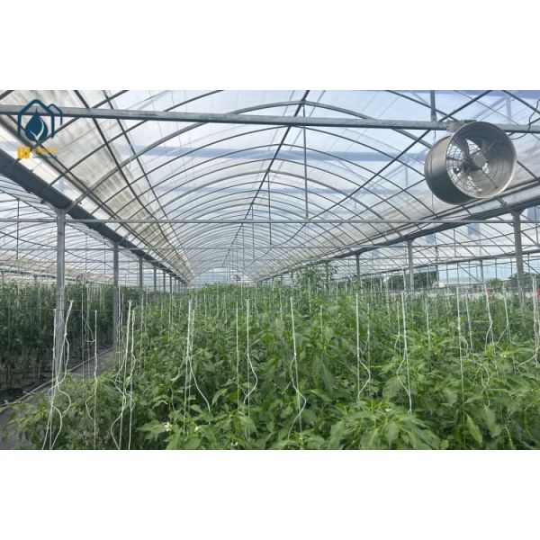 Customized Multi Span Greenhouse Commercial Plastic Tomato Greenhouse With Film Covering