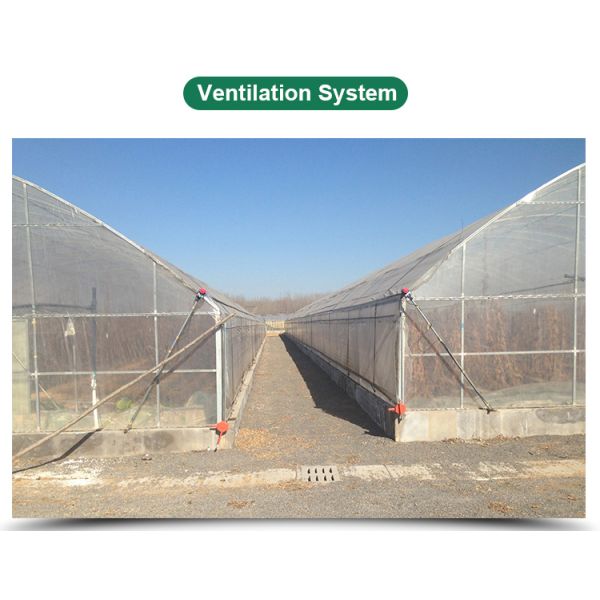 Plastic Shed Winter Tomato Greenhouse for Crops Width Defined by Area