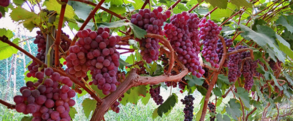 CAS 65072-01-7 Amino Acid Chelate Calcium Light Yellow