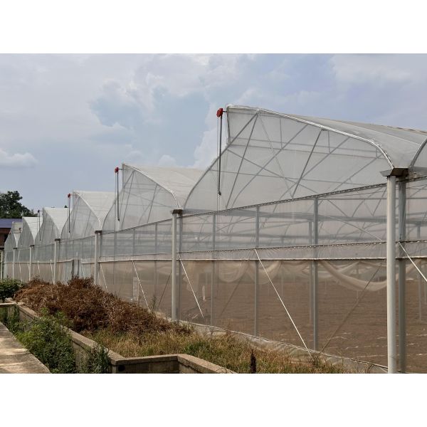 С запасами 24х40м Высокий тоннель Сырьёный зеленый дом Вентиляционная теплица Тропическая теплица Для продажи