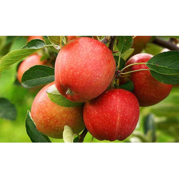 Первоклассное оборудование для производства фруктового сока для трех видов использования при напряжении 220V/380V/440V