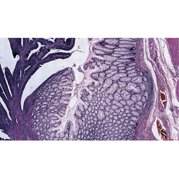 Binocular Light Laboratory Biological Microscope 187mm X 168mm Stage Moving