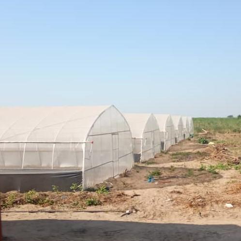 Apoio plástico da agricultura da exploração agrícola do polietileno da estufa do túnel do único período