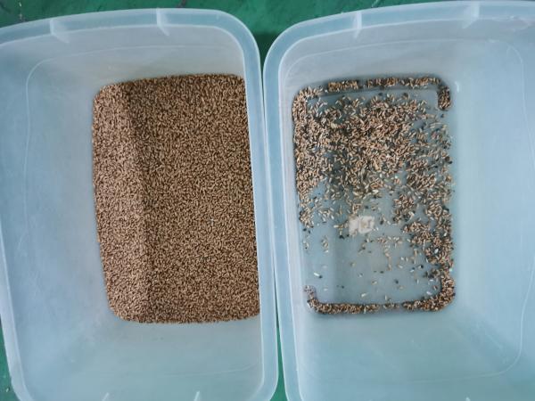 2021 Innovative 320 Channels Professional Wheat Color Sorter,Wheat Separator Machine