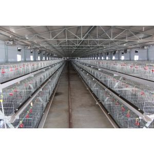 Клетка курицы цыпленка сельского хозяйства птицы клетки цыпленка слоя 200 цыплят автоматическая
