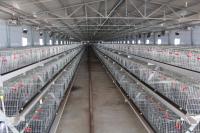 Galinha automática Hen Cage do cultivo de aves domésticas da gaiola da galinha da camada de 200 galinhas