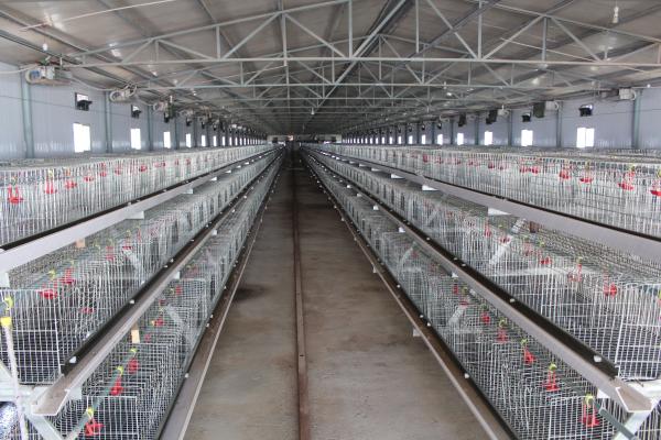 4 pássaros por quente do sistema da gaiola de bateria da pilha mergulhados galvanizado