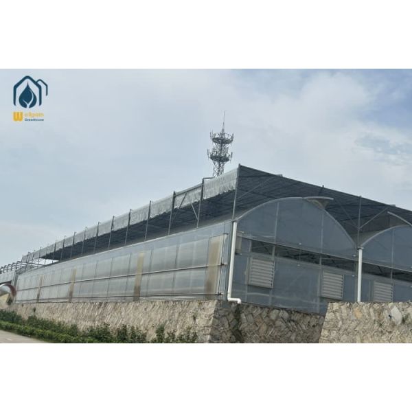 Turnkey Multi Span Greenhouse Modular Large Plastic Greenhouse Advanced Irrigation