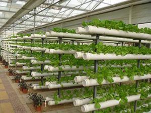 PC Sheet Commercial Hydroponic Greenhouse For Cultivation Vegetables / Flowers / Fruit Trees