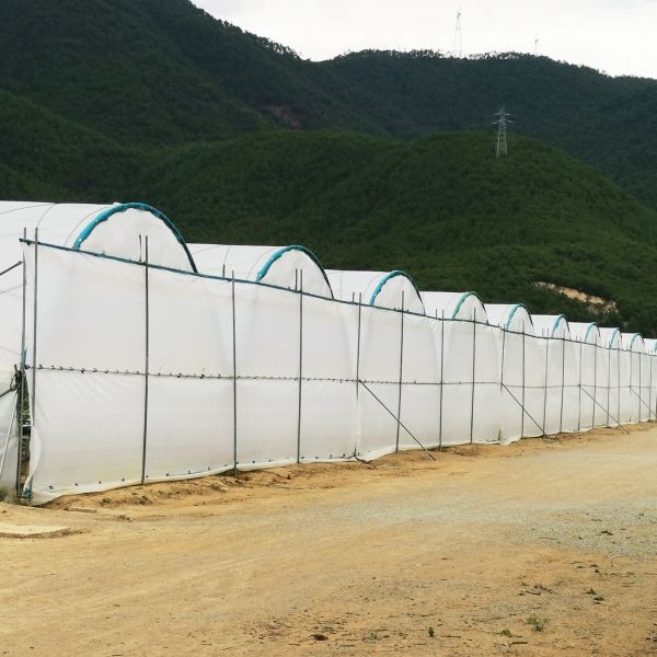 Large Multi-Span Rain Shelter Greenhouse with PE Film Covering and Hot Galvanized Steel Frame