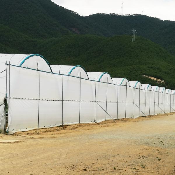 Invernadero de película de PE de múltiples estiramientos de 6 a 10 m de ancho para el cultivo de bayas