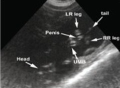 Escáner digital de ultrasonido veterinario