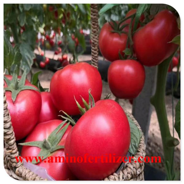 PH4-6 colhe o adubo do ácido aminado de 25% para plantas